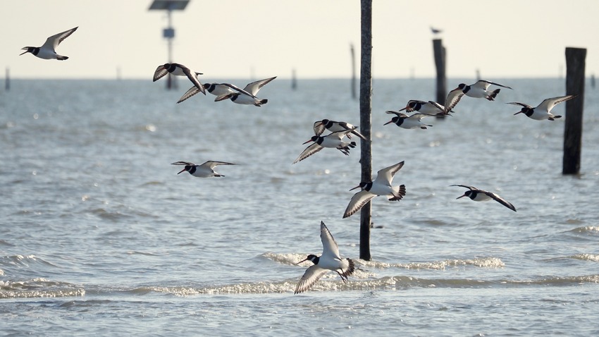 Beccaccia di mare (Haematopus ostralegus)